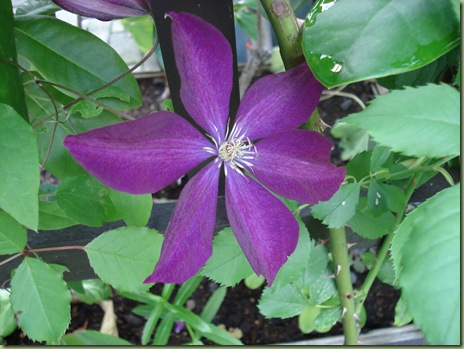 clematis clematis